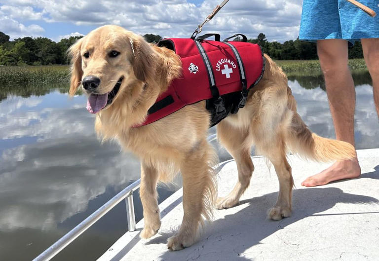 Rocky the Golden Labrador retriever returned to his owners in South Carolina Rocky the Golden Labrador retriever returned to his owners in South Carolina