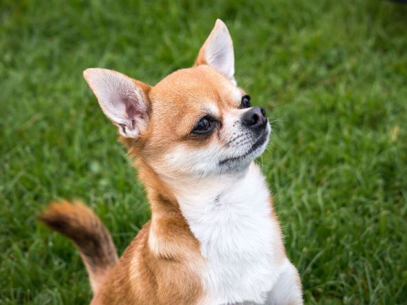 cute chihuahua