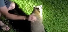 Raccoon who was choking on cheese in Michigan was saved by a person nearby Raccoon who was choking on cheese in Michigan was saved by a person nearby