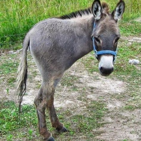 Donkeys that were on a road in Henrico County VA returned to owner by police