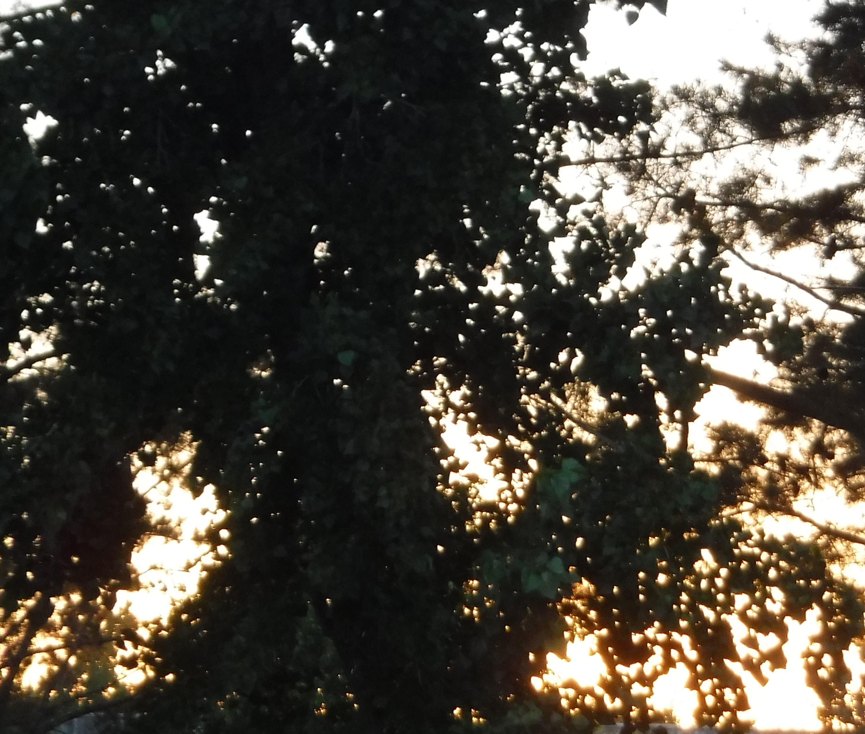Taken by me, July 4 2018 Taken by me, July 4 2018