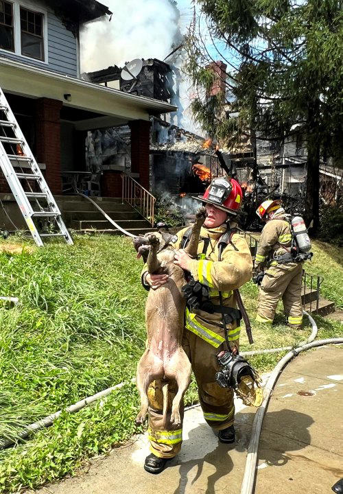 Firefighter in Dayton Ohio rescued a dog who was in a house fire Firefighter in Dayton Ohio rescued a dog who was in a house fire