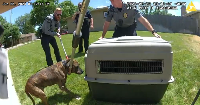 Police in Wheat Ridge rescue a Pit Bull who was inside of a trailer, Police in Wheat Ridge rescue a Pit Bull who was inside of a trailer,