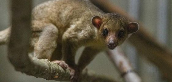 Kinkajou located at a rest stop in Yamika Washington Kinkajou located at a rest stop in Yamika Washington
