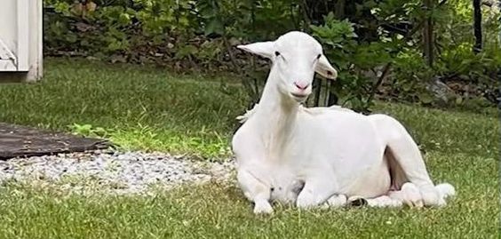 A sheep named Waldo finds a new home in Woodstock New York A sheep named Waldo finds a new home in Woodstock New York