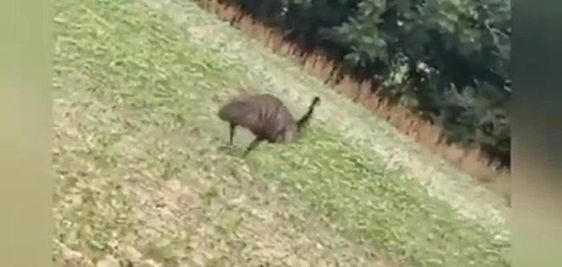 Loose emu in Marlboro County South Carolina Loose emu in Marlboro County South Carolina