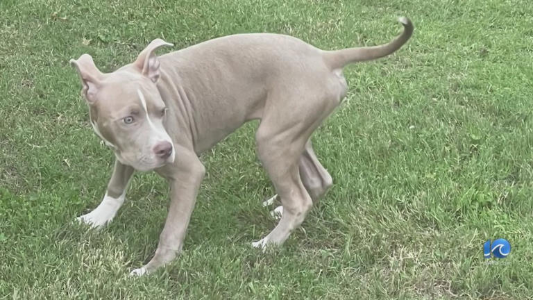 A dog that was tossed out of a car that was stolen returned to his owner. A dog that was tossed out of a car that was stolen returned to his owner.