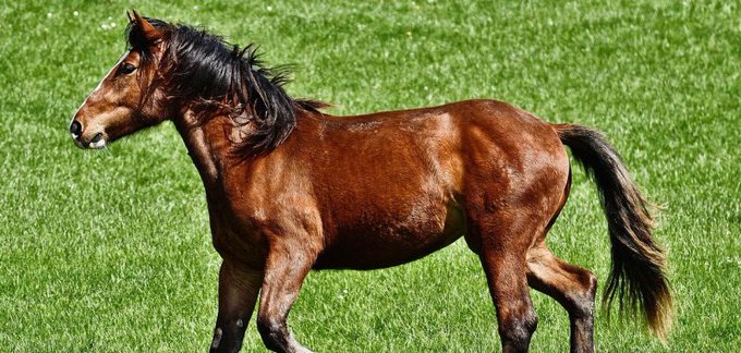 Runaway horse caught and returned to his owner by dog volunteers in Arizona Runaway horse caught and returned to his owner by dog volunteers in Arizona