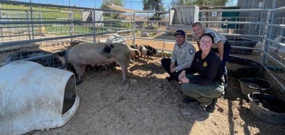 Lost hogs in an animal shelter in California.