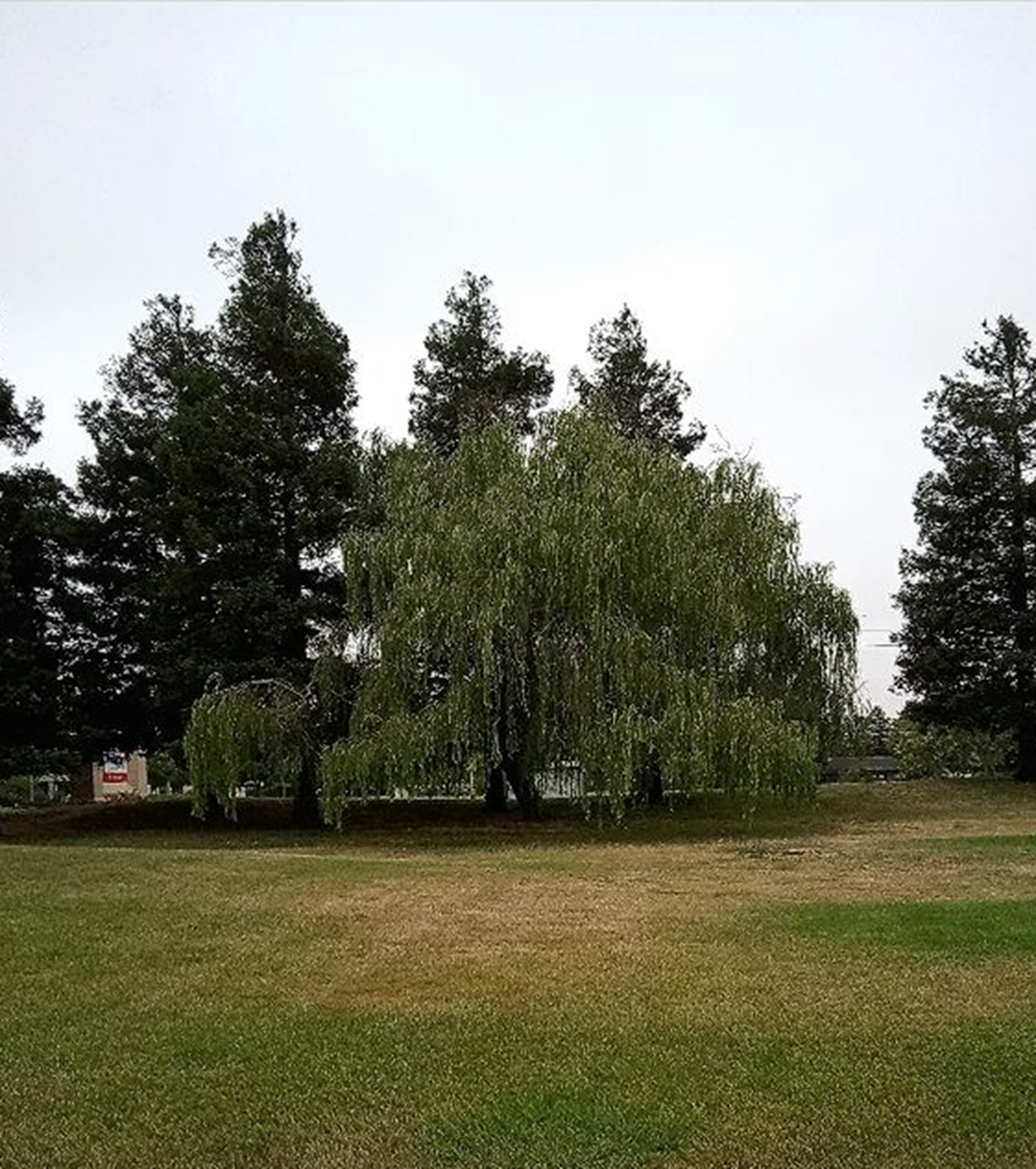 One of the willows outside the hospital One of the willows outside the hospital