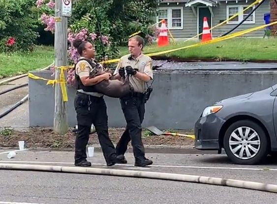 Animal control officers take a hog away from a burning home in Virginia Animal control officers take a hog away from a burning home in Virginia