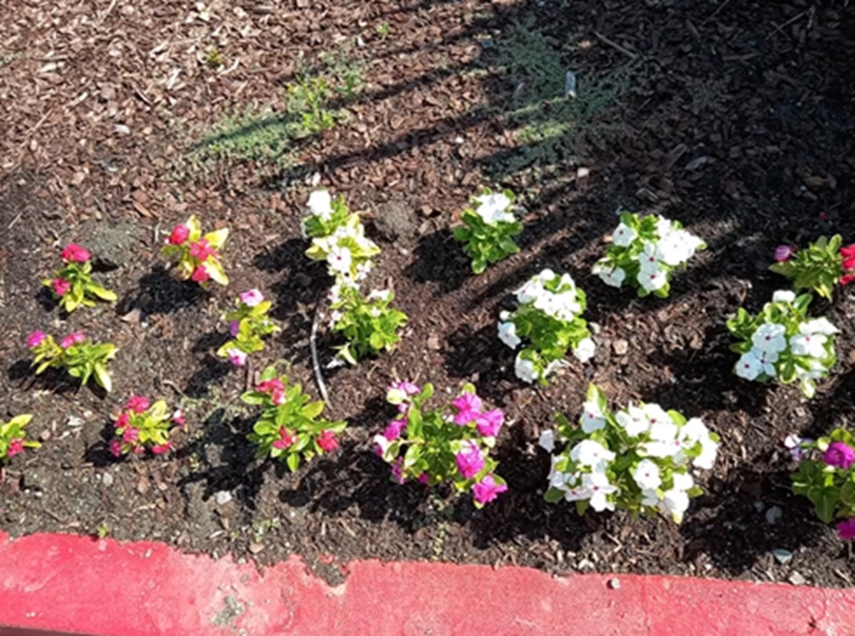 Flowers from the front Flowers from the front