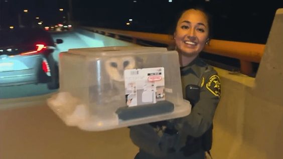 OCSD deputy Guevara with an injured owl in California OCSD deputy Guevara with an injured owl in California