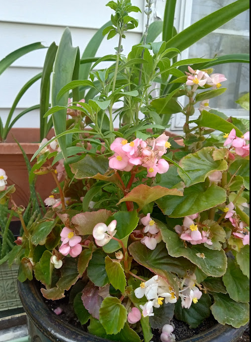 salvia and wax begonia