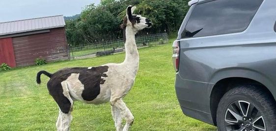 Llama gets loose from his farm in Bangor Maine and returns safely