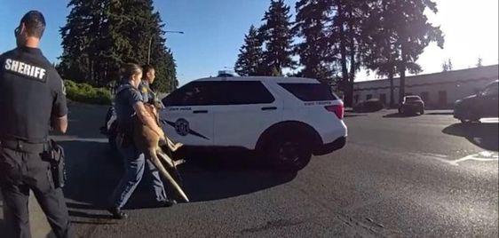 PCSD officers tackle a wallaby in Washington State PCSD officers tackle a wallaby in Washington State