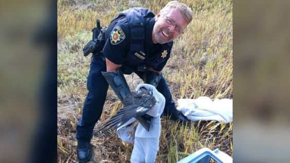 Deputy with the Douglas County Sheriff's Office rescues a falcon stuck in a barbed wire Deputy with the Douglas County Sheriff's Office rescues a falcon stuck in a barbed wire