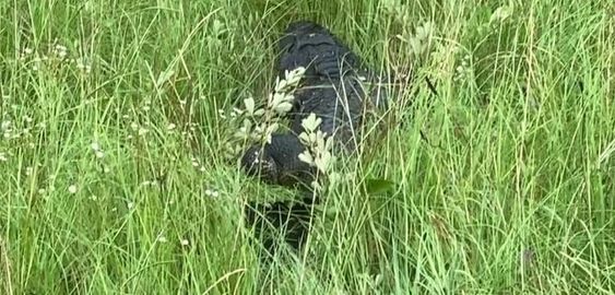 Alligator rescued by Georgia DNR officials in Albany Georgia