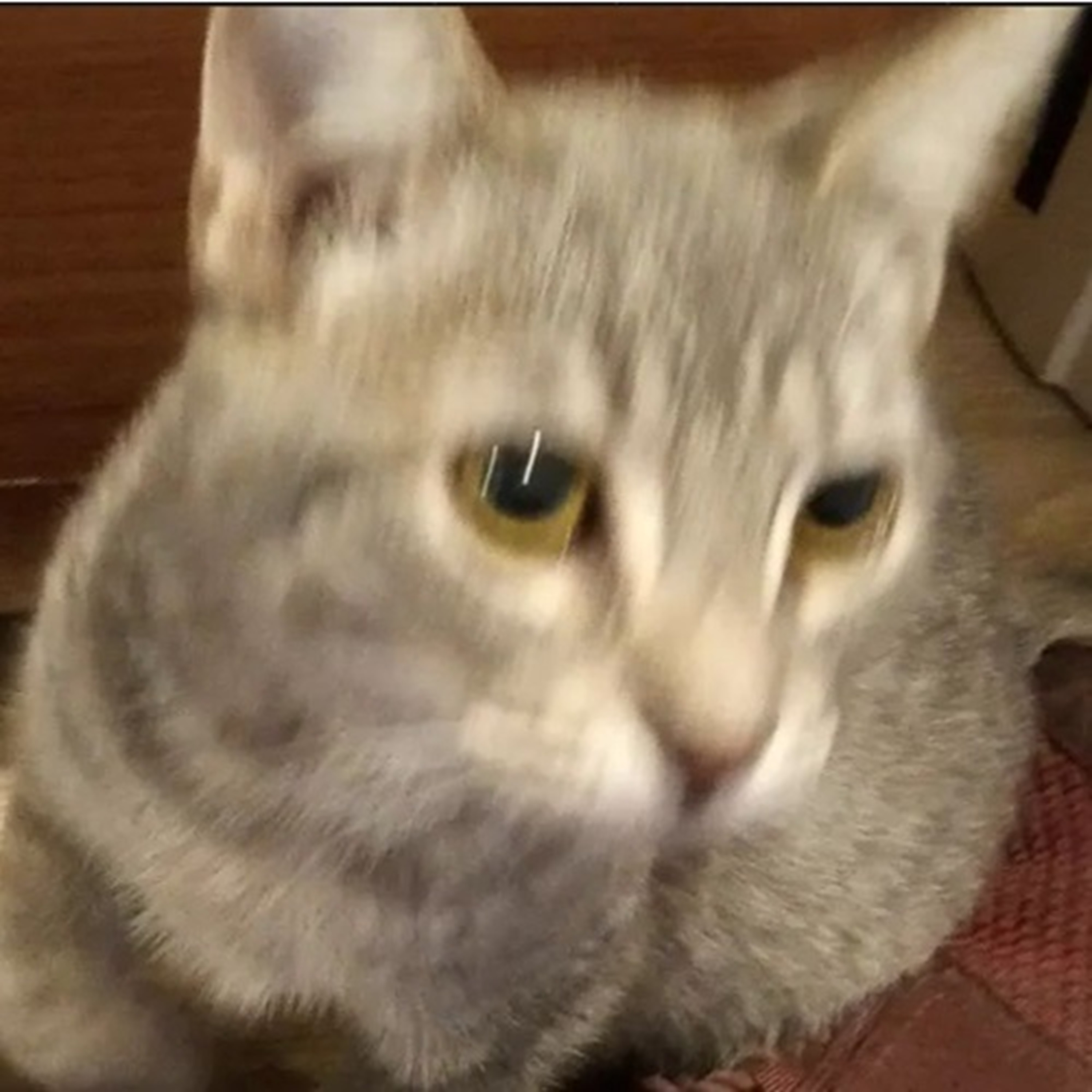 Photo I took of Gracie on close up
