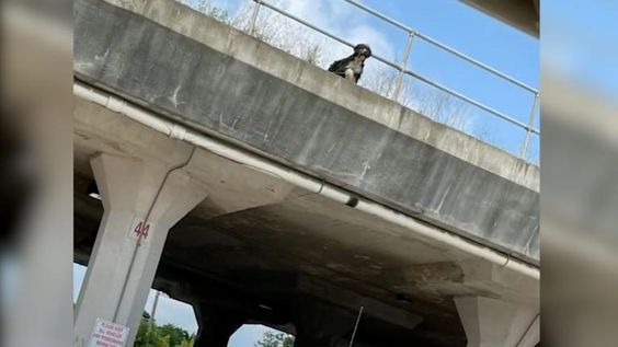 A dog named Miley rescued by a Ohio State Trooper last Thursday