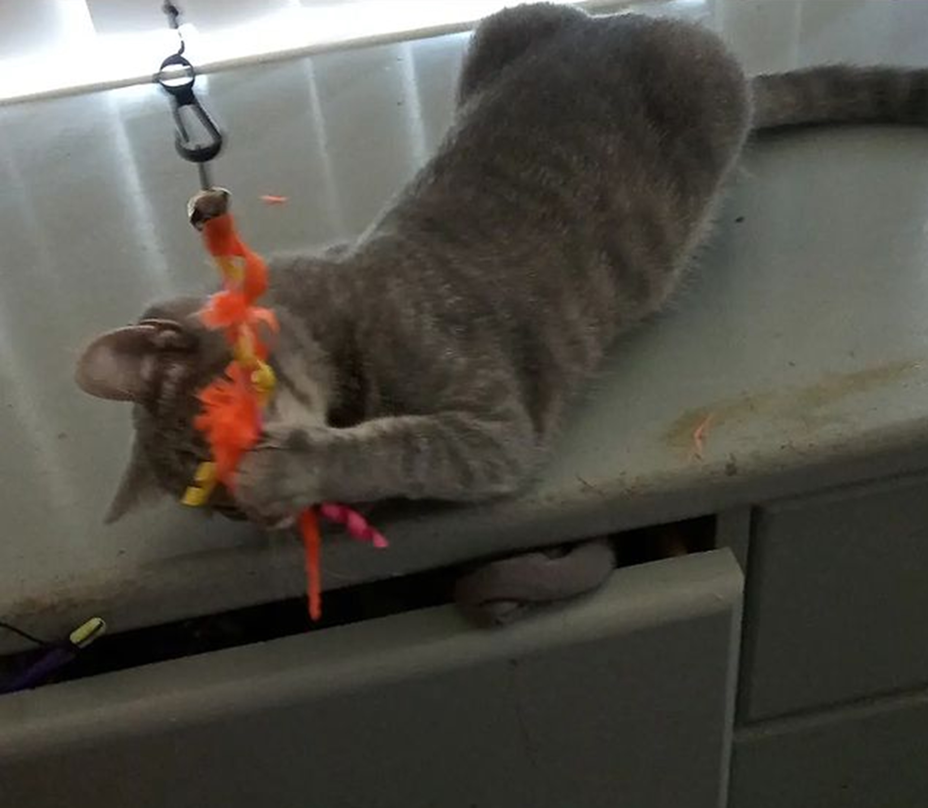 Photo I took playing with Gracie
