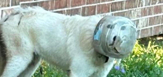A female dog who had a plastic bowl over her head was rescued 2 weeks ago