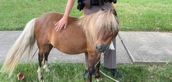 A male pony on the road in Wilmington Delaware on Mondau