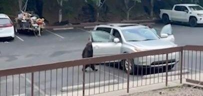 Bear sighting in a hotel parking lot in Gatlinburg Tennessee