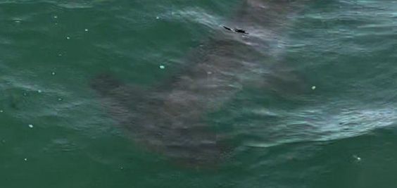 Hammerhead sighting near Cape Cod last month Hammerhead sighting near Cape Cod last month