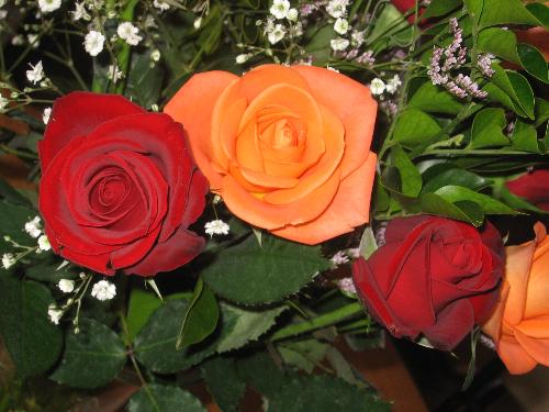Roses - Roses