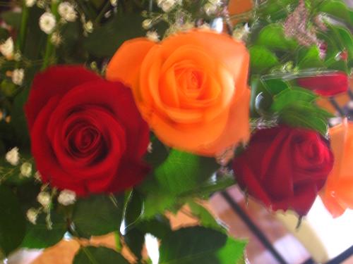 Roses - Roses