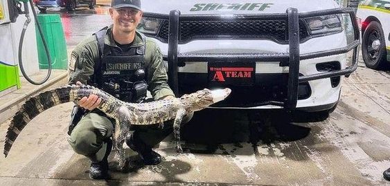 Rowan County Sheriffs Office deputy with an alligator in North Carolina