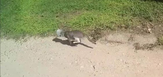 Cat in Palmhurst Texas having a jar stuck over its head. Cat in Palmhurst Texas having a jar stuck over its head.