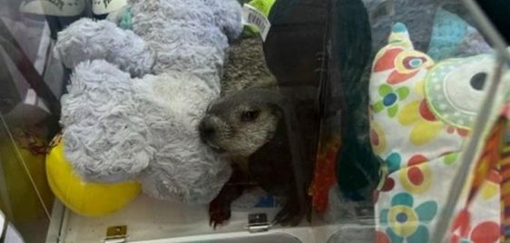 A live groundhog rescued by a game warden in Pennsylvania A live groundhog rescued by a game warden in Pennsylvania