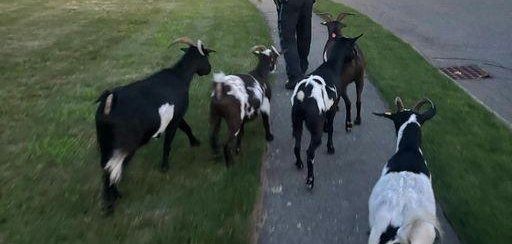 Goats on the loose in Lynnfield Massachusetts Goats on the loose in Lynnfield Massachusetts