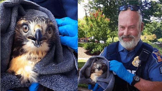 Sergeant Thorsvik with a hawk that he and his fellow officer rescued in an accident. Sergeant Thorsvik with a hawk that he and his fellow officer rescued in an accident.
