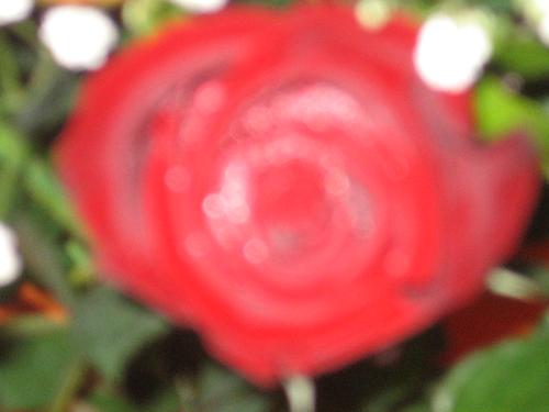 Roses - Roses