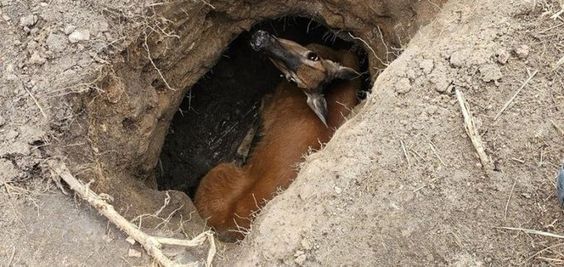 Deer that fell into a hole in Stevens Point rescued by firefighters