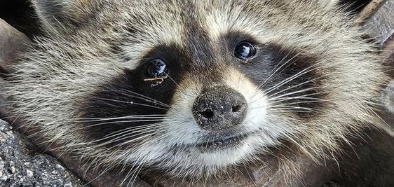 Raccoon that was trapped in a storm drain rescued in Massachusetts 