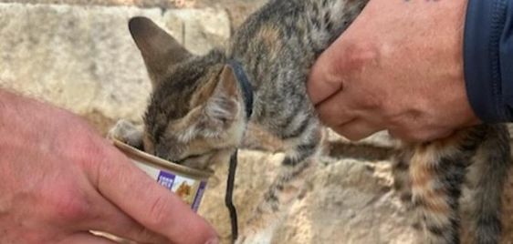 Texas firefighters& animal control officers rescue a kitten trapped in ...
