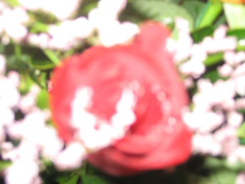 Roses - Roses