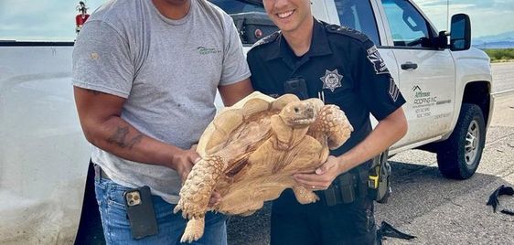 Arizona Public Safety Officials with a turtle that fled his home last month. Arizona Public Safety Officials with a turtle that fled his home last month.