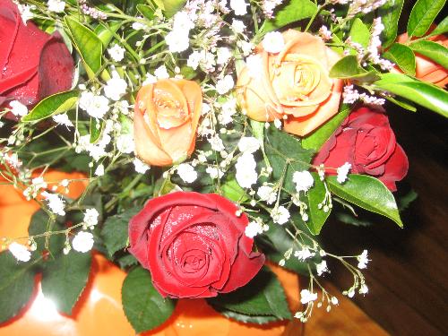 Roses - Roses