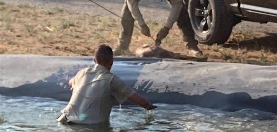 A deputy with animal control in Oregon rescues a fawn who was in a pond