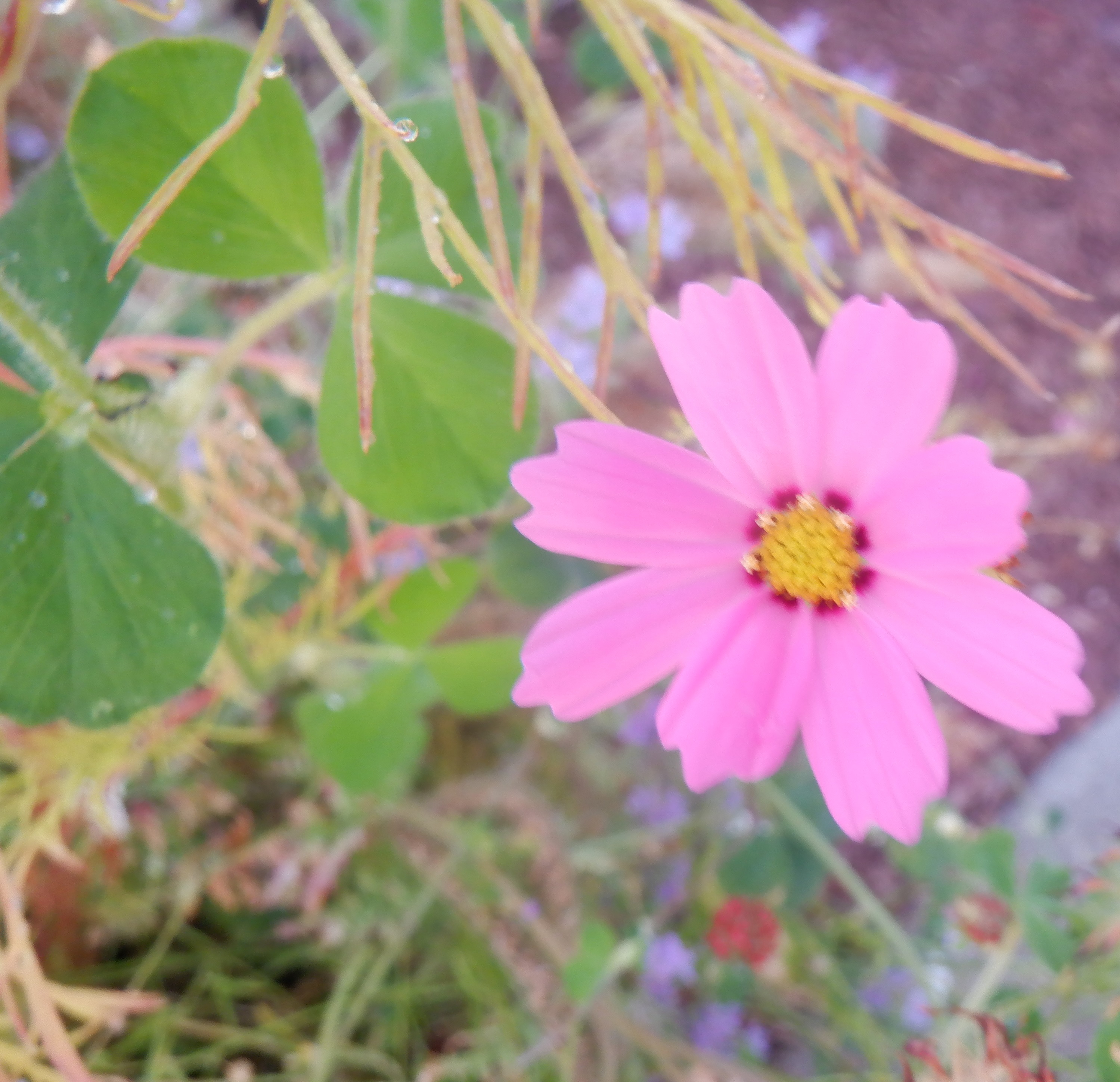 Flower that grew in one of the patio boxes Flower that grew in one of the patio boxes