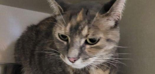 Birdie missing cat found 600 miles from her home in Canada