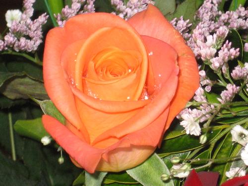 Roses - Roses