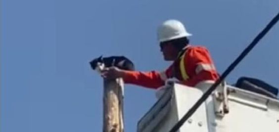 Utility employee rescues a cat stranded on a utility pole in British Columbia Utility employee rescues a cat stranded on a utility pole in British Columbia