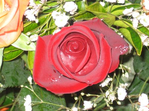 Roses - Roses