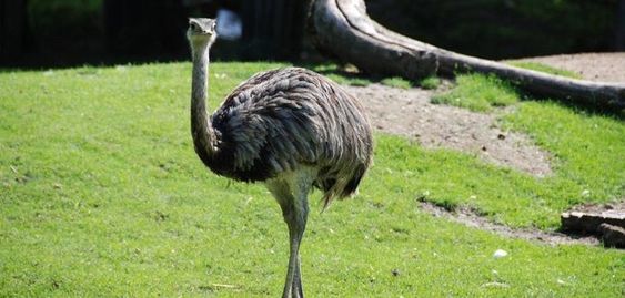 Emu in Indiana rounded up by a state trooper and sheriff&#039;s deputies last week